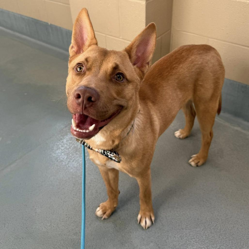 Enlarge Brody, a Adoptable Shepherd in Pittsburgh, PA image 4/6