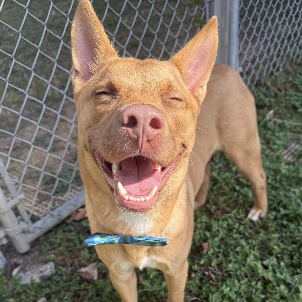 Enlarge Brody, a Adoptable Shepherd in Pittsburgh, PA image 6/6