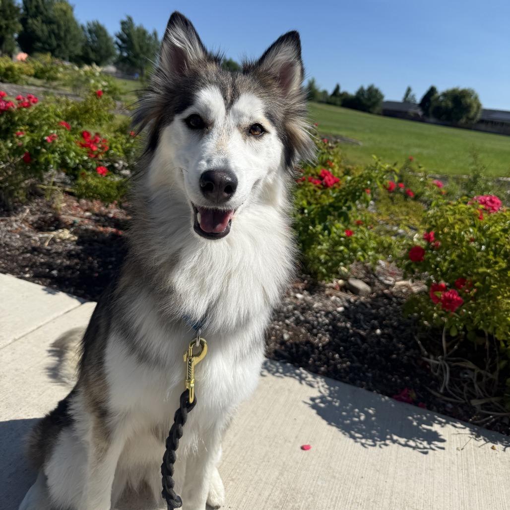 Enlarge Aspen III, a Adoptable Siberian Husky in Central Point, OR image 1/6