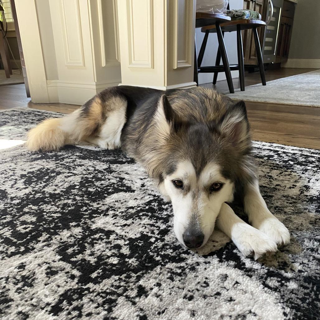 Enlarge Aspen III, a Adoptable Siberian Husky in Central Point, OR image 2/6