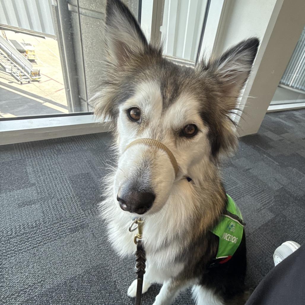 Enlarge Aspen III, a Adoptable Siberian Husky in Central Point, OR image 4/6