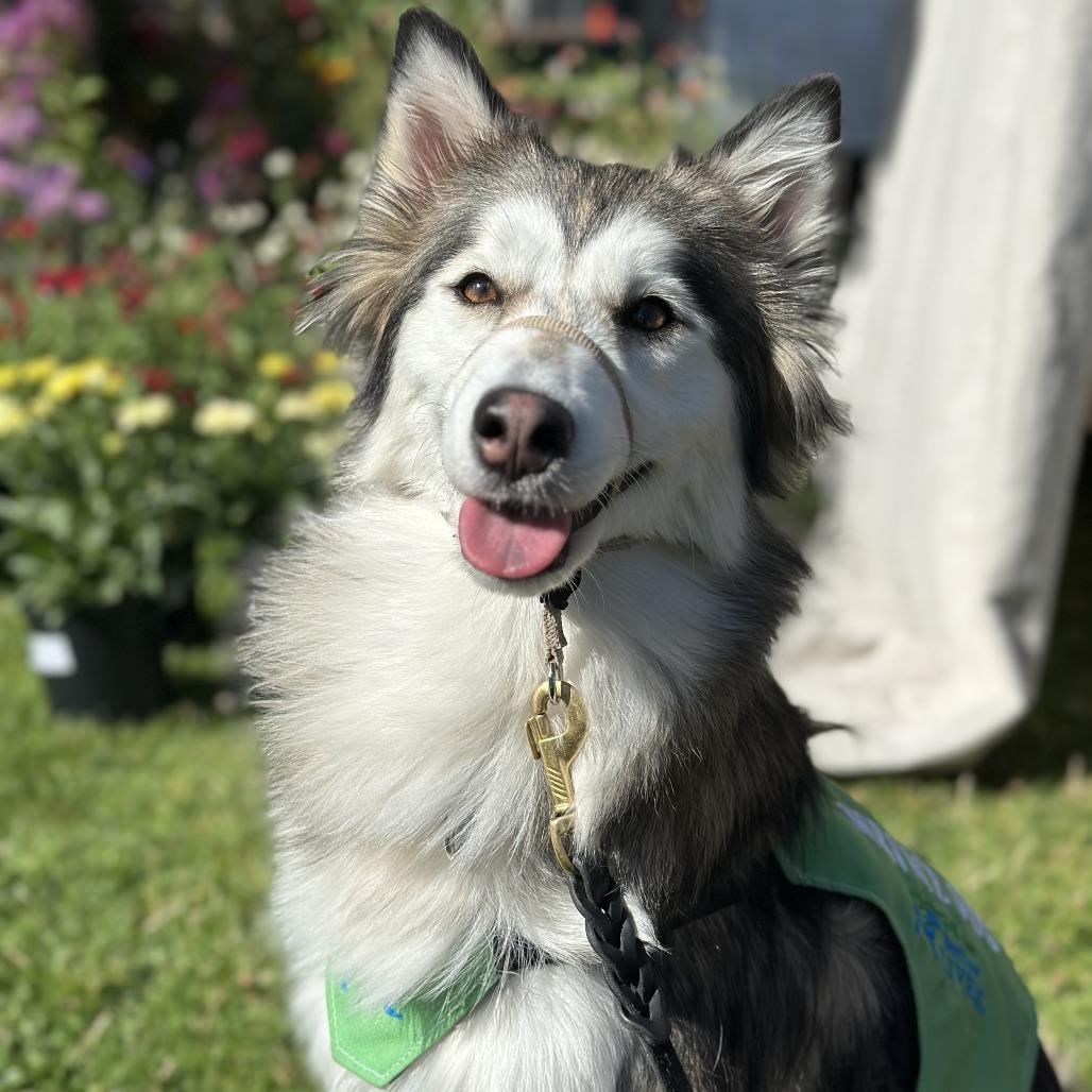 Enlarge Aspen III, a Adoptable Siberian Husky in Central Point, OR image 5/6