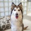 Enlarge Aspen III, a Adoptable Siberian Husky in Central Point, OR image 6/6
