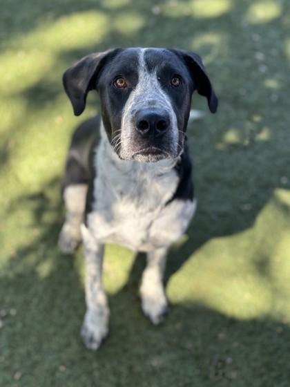 Enlarge Duke, a Adoptable mixed breed in Red Bluff, CA image 4/4