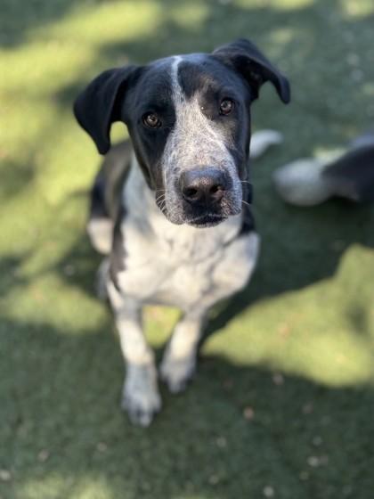 Enlarge Duke, a Adoptable mixed breed in Red Bluff, CA image 2/4