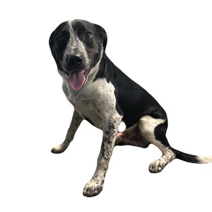 Enlarge Duke, a Adoptable mixed breed in Red Bluff, CA image 3/4