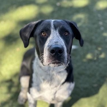 Duke, Adoptable, Young Male Australian Cattle Dog / Blue Heeler.