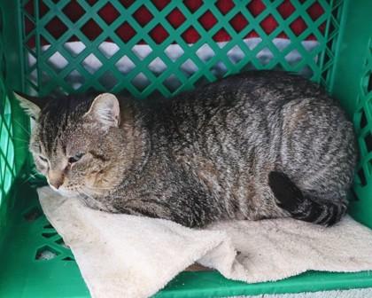 Enlarge Notre Dame, a Adoptable Domestic Short Hair in West Seneca, NY image 1/2