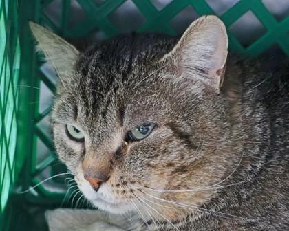 Enlarge Notre Dame, a Adoptable Domestic Short Hair in West Seneca, NY image 2/2