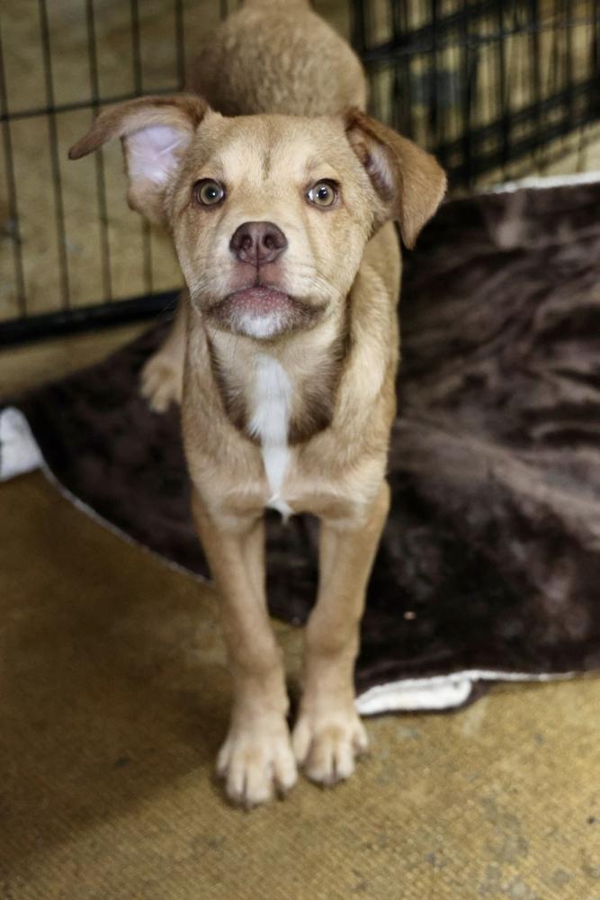 Enlarge Sprout, a ADOPTABLE Mixed Breed in TUCSON, AZ image 2/4