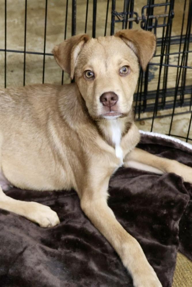 Enlarge Sprout, a ADOPTABLE Mixed Breed in TUCSON, AZ image 3/4