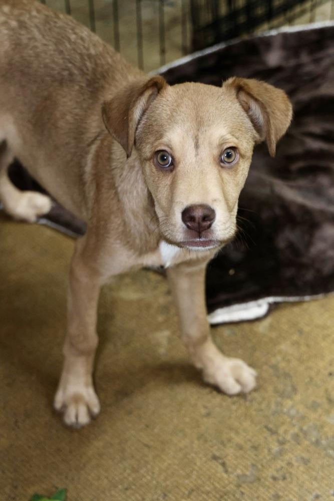Enlarge Sprout, a ADOPTABLE Mixed Breed in TUCSON, AZ image 4/4