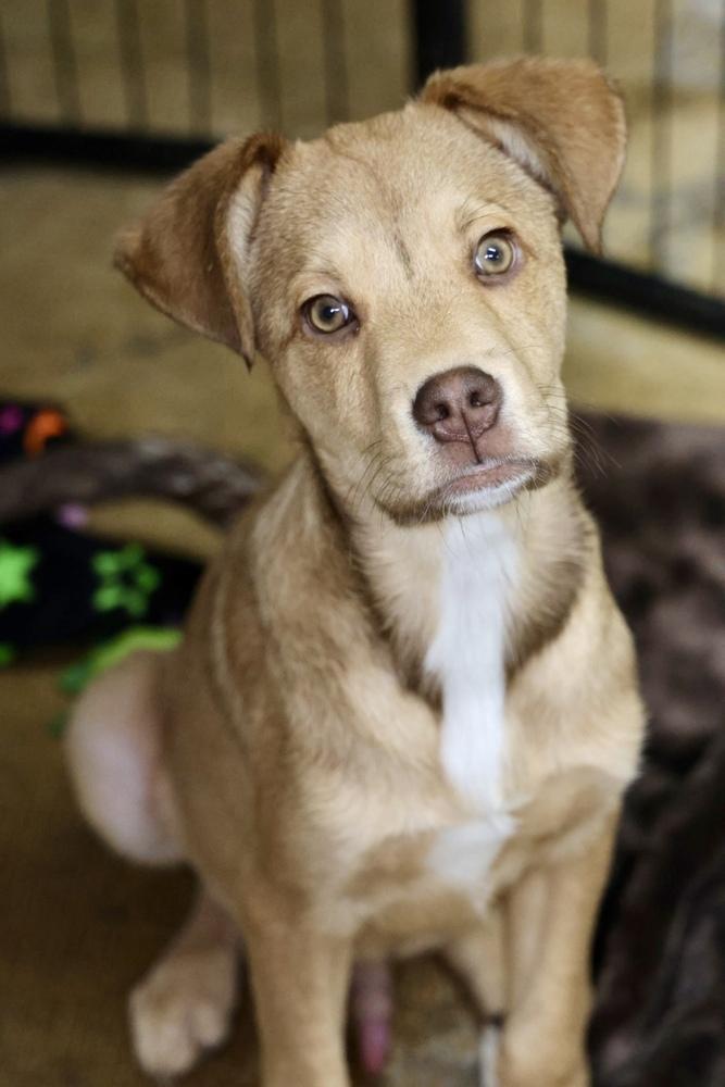 Enlarge Sprout, a ADOPTABLE Mixed Breed in TUCSON, AZ image 1/4