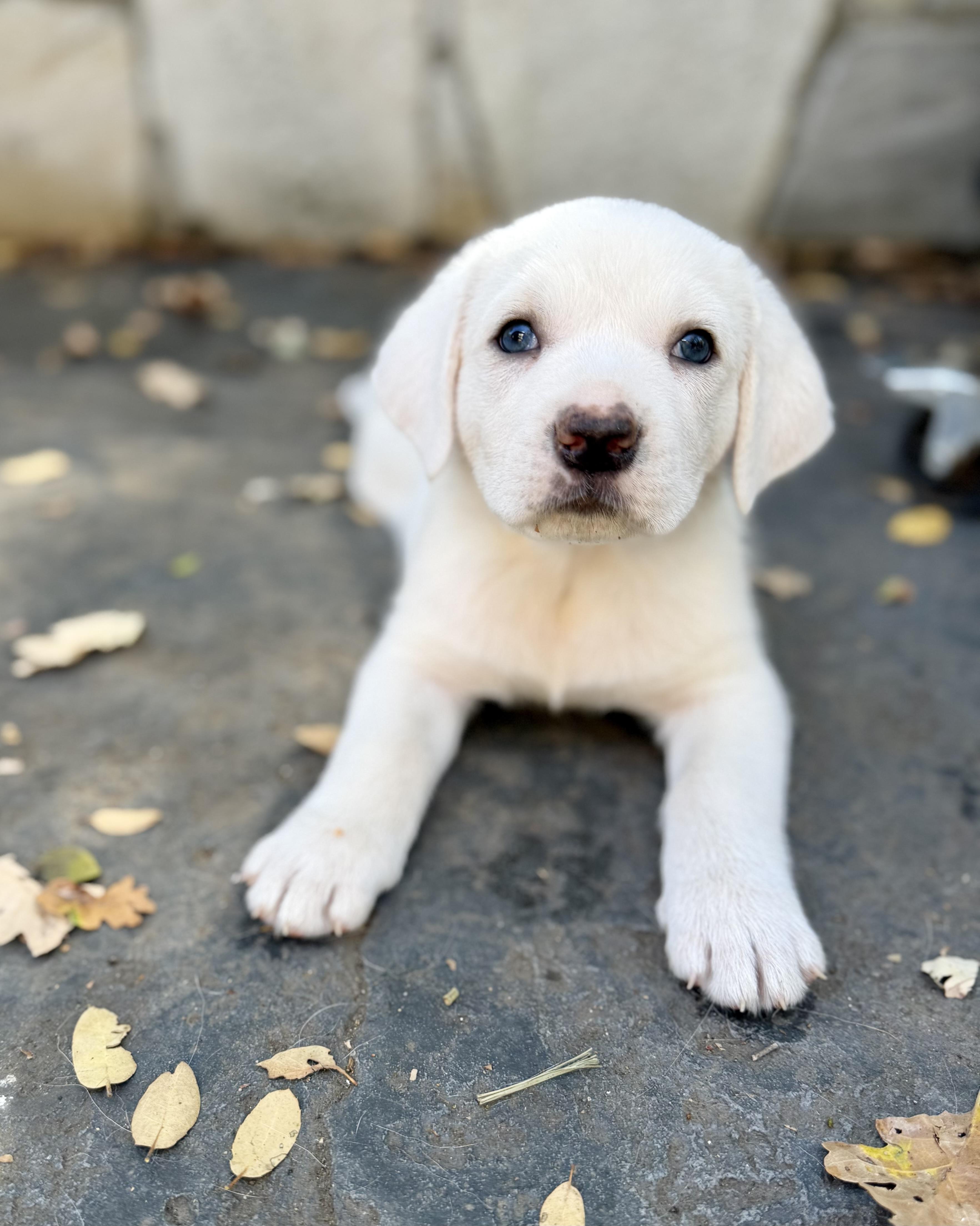 Enlarge Half pint, a Adoptable mixed breed in Sonora, CA image 3/5