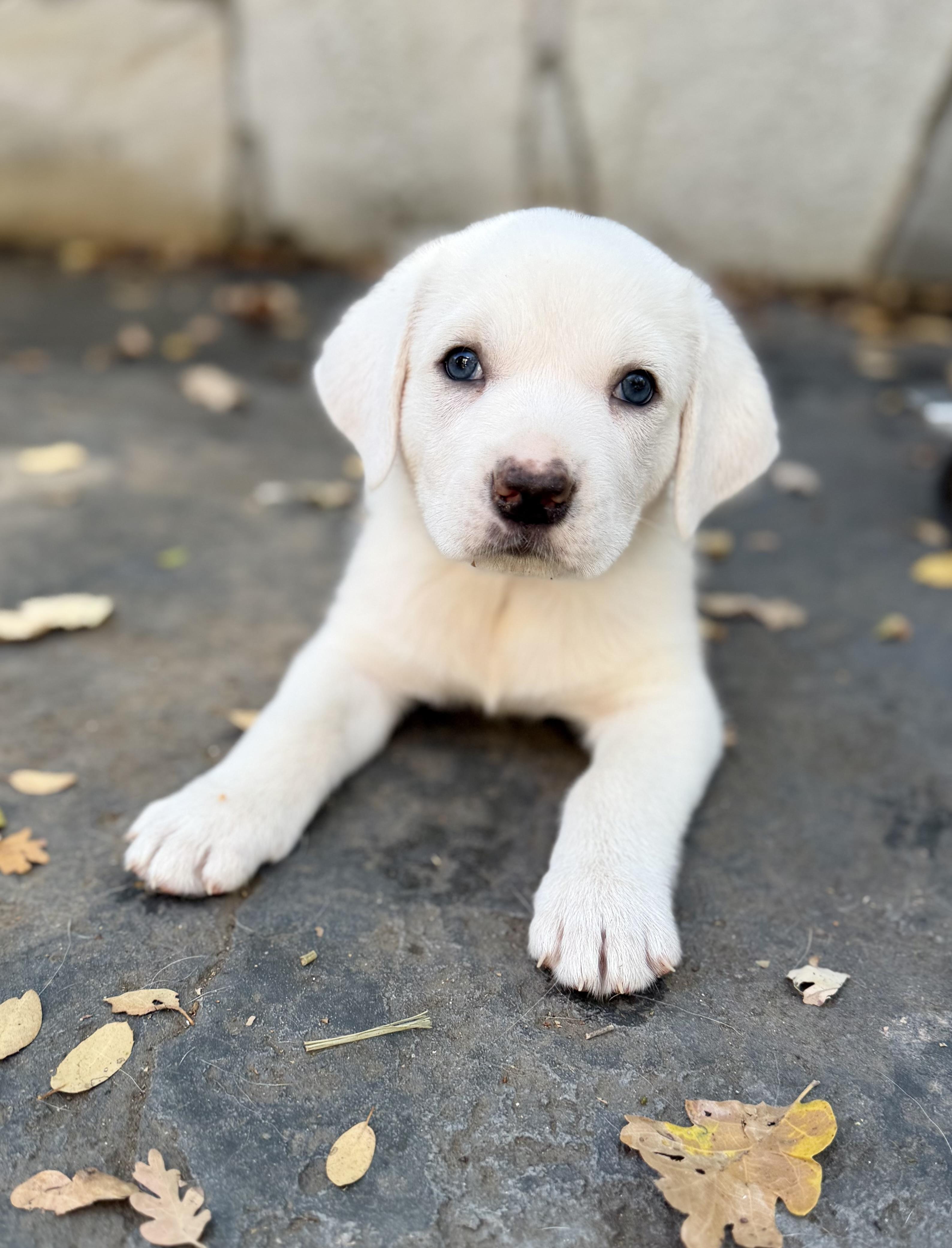 Enlarge Half pint, a Adoptable mixed breed in Sonora, CA image 5/5