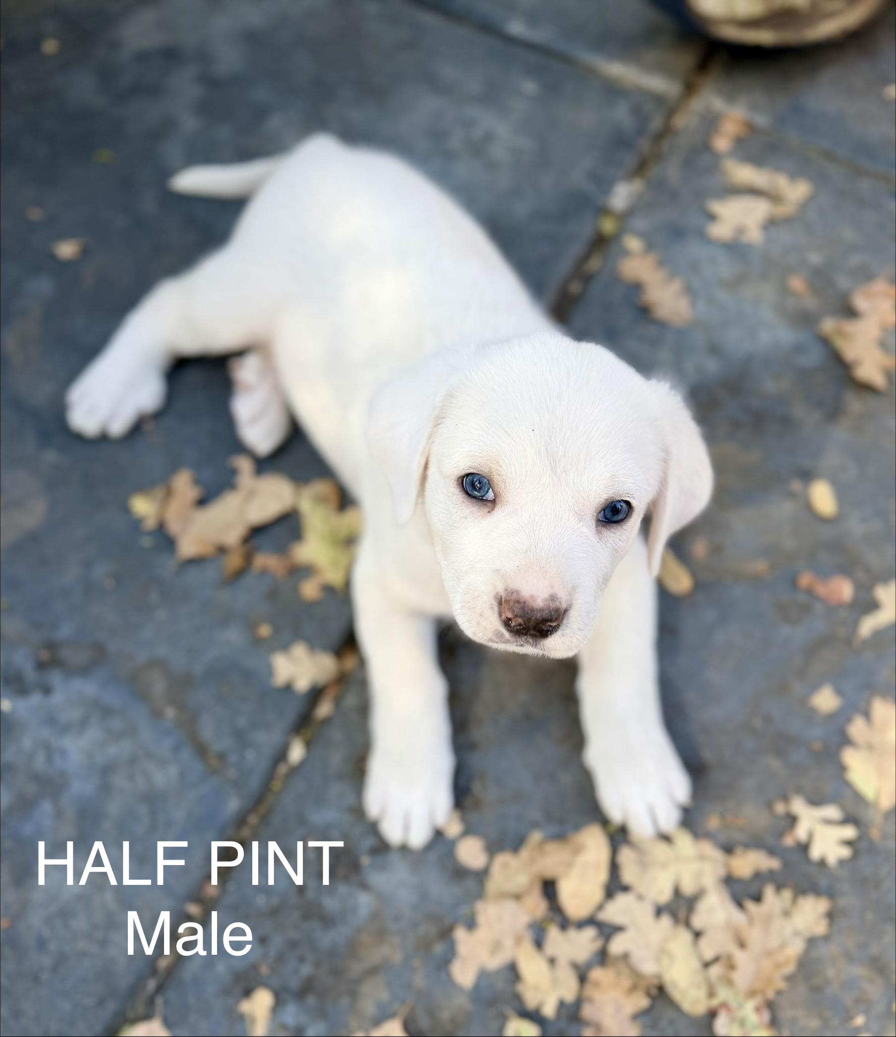 Half pint, Adoptable, Puppy Male Great Pyrenees & Akbash.