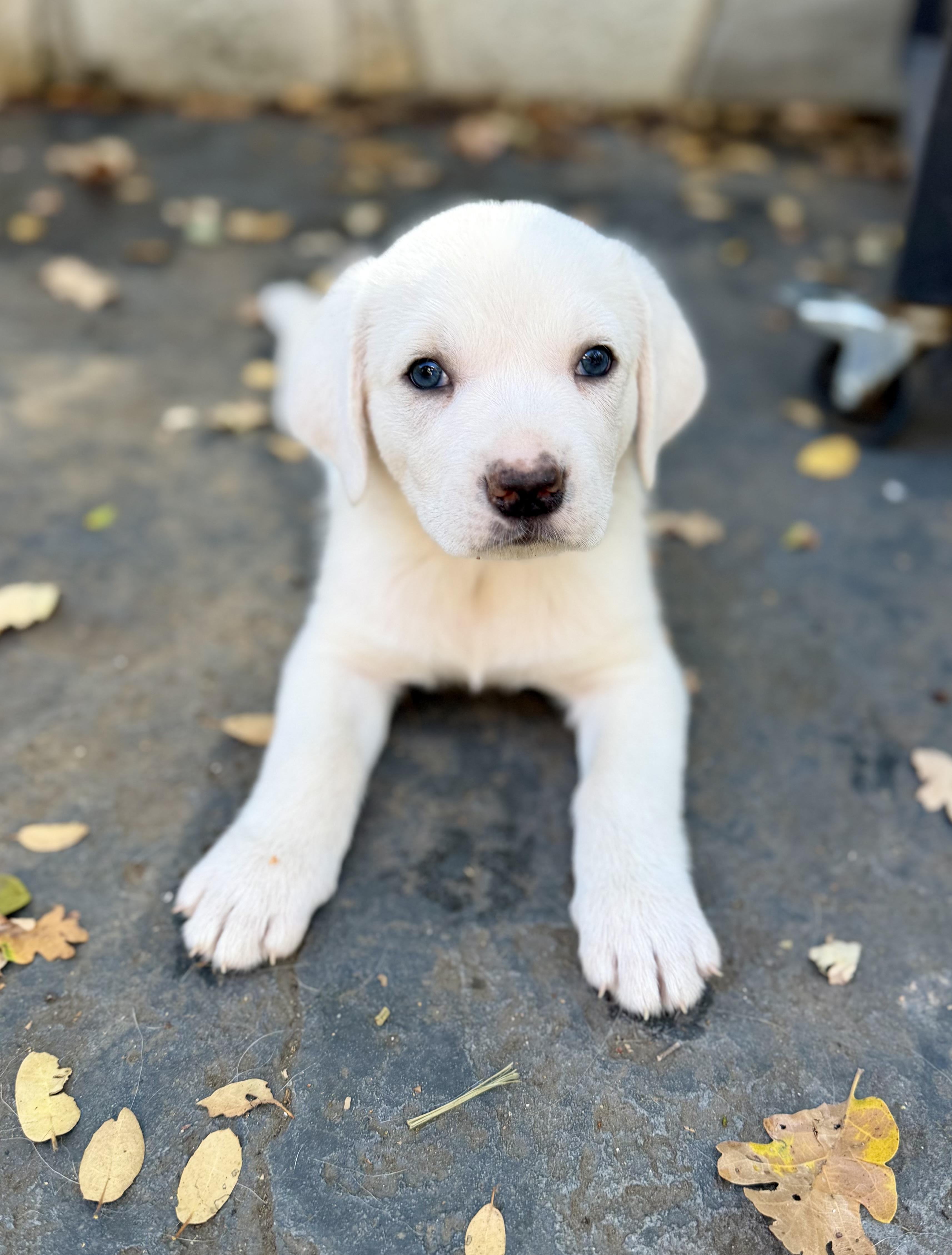 Enlarge Half pint, a Adoptable mixed breed in Sonora, CA image 2/5