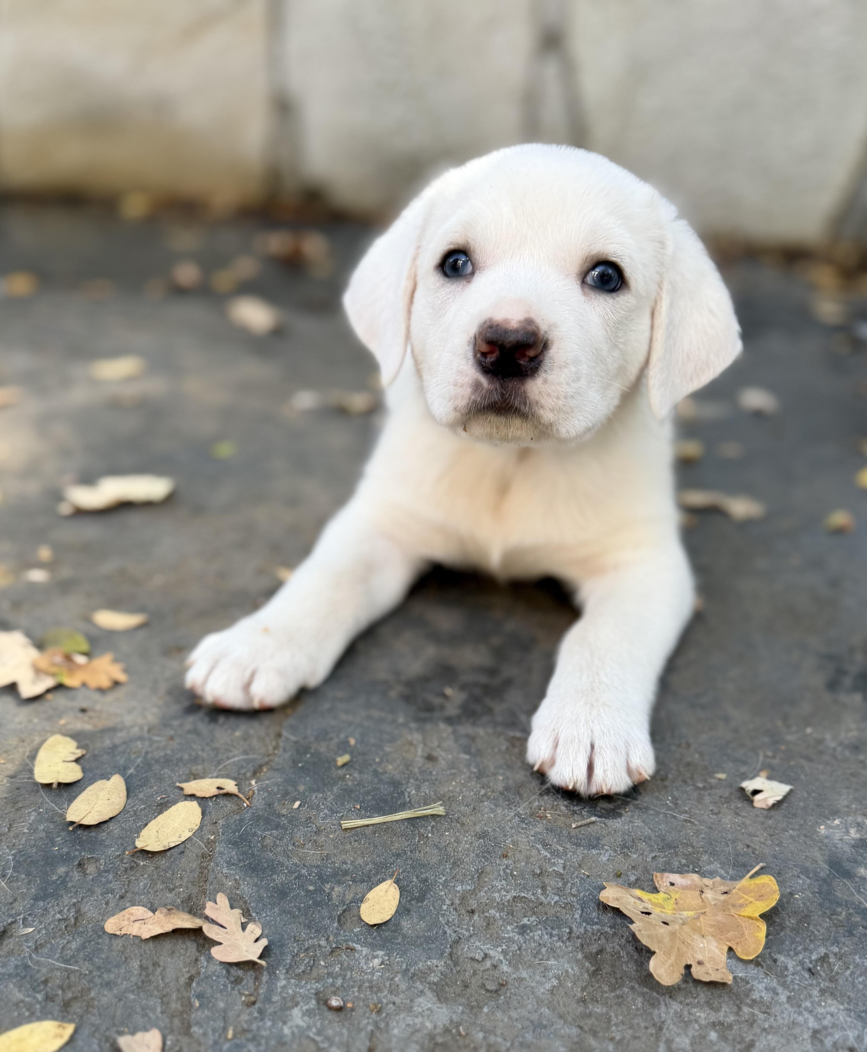 Enlarge Half pint, a Adoptable mixed breed in Sonora, CA image 4/5