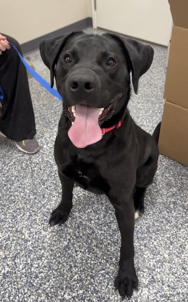Enlarge Smokey, a Adoptable mixed breed in Bemidji, MN image 1/5