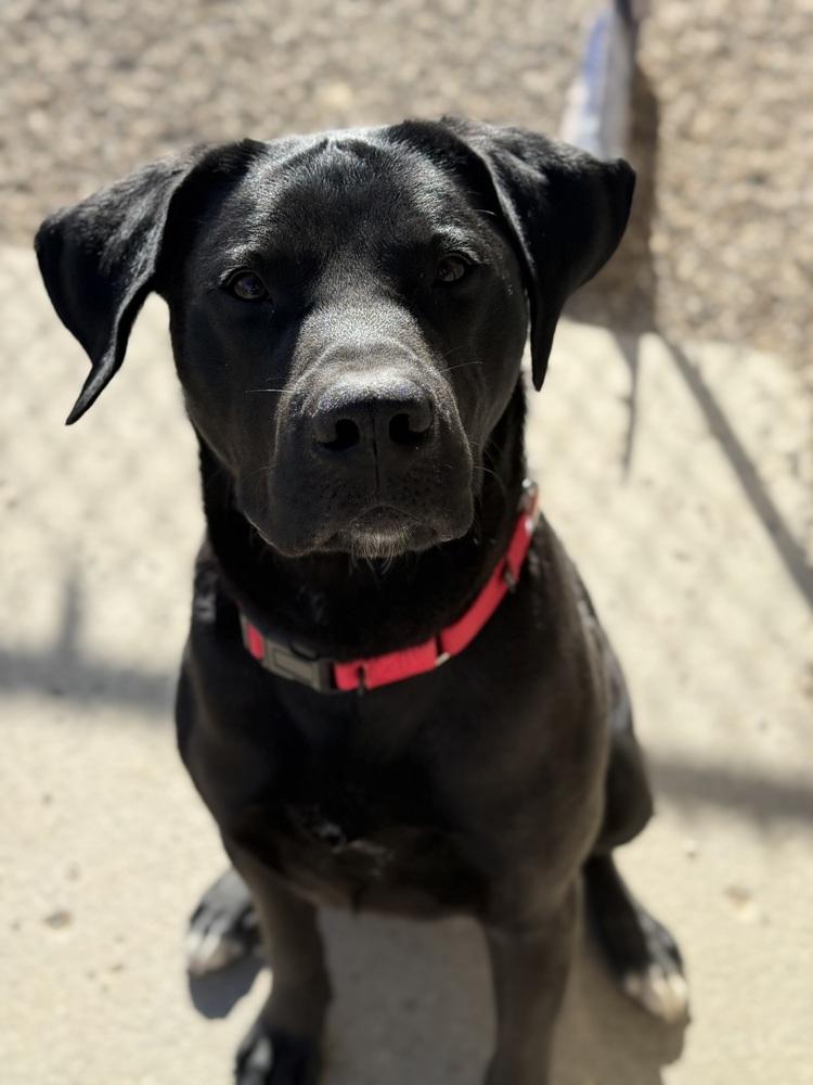 Enlarge Smokey, a Adoptable mixed breed in Bemidji, MN image 1/5