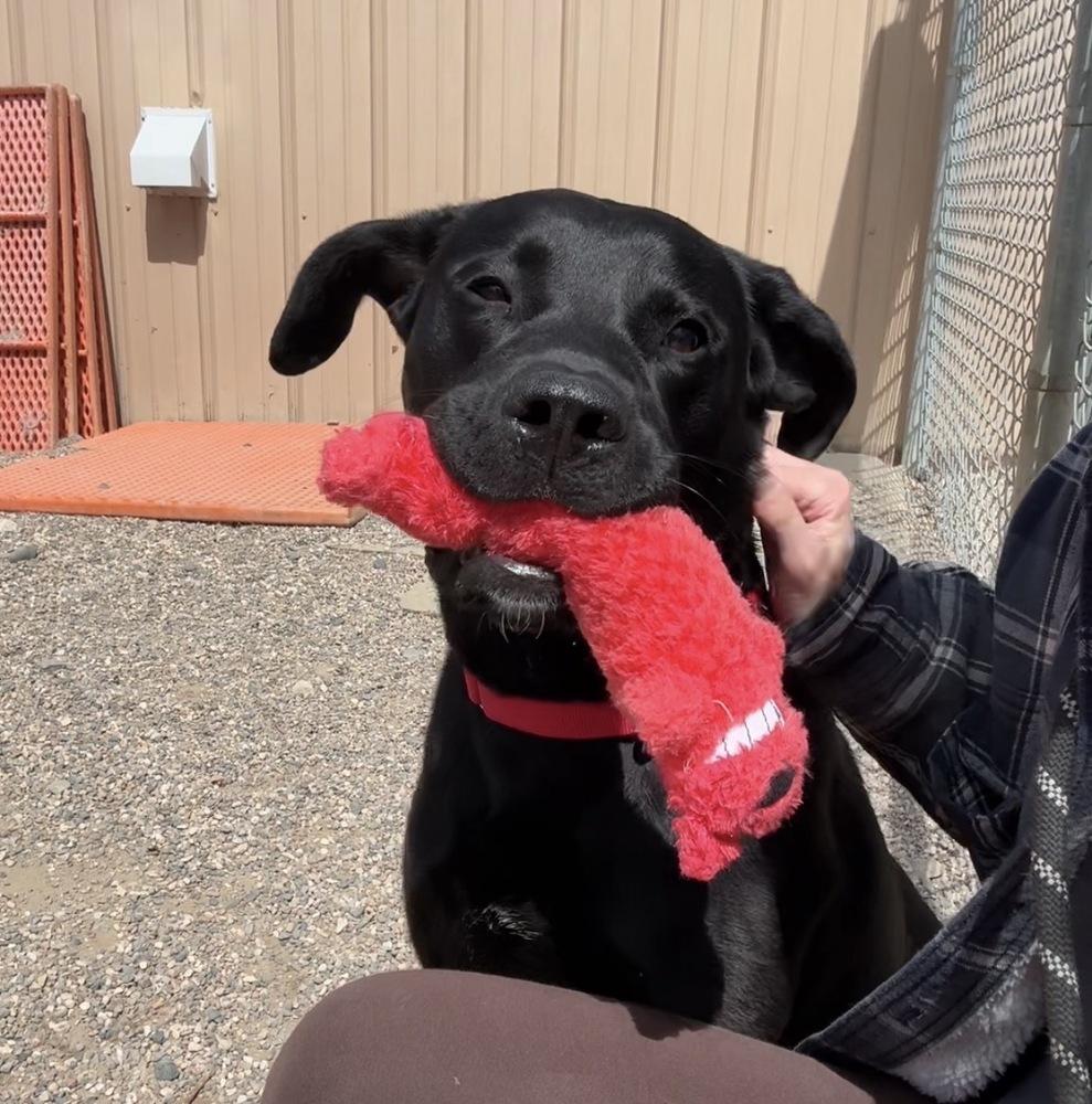 Enlarge Smokey, a Adoptable mixed breed in Bemidji, MN image 2/5