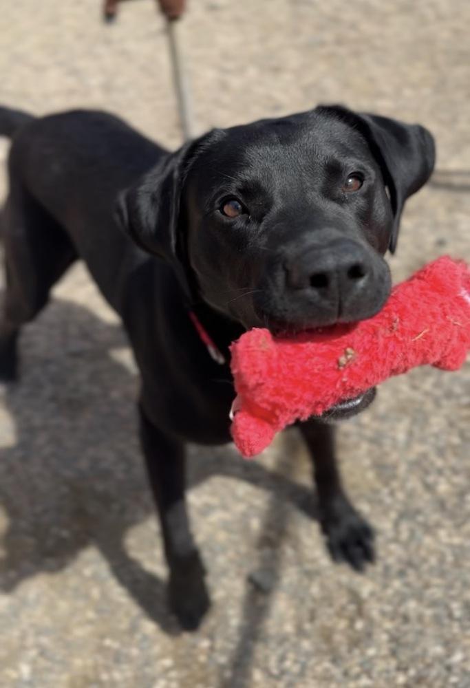 Enlarge Smokey, a Adoptable mixed breed in Bemidji, MN image 3/5
