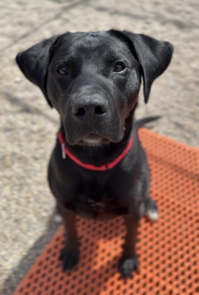 Enlarge Smokey, a Adoptable mixed breed in Bemidji, MN image 4/5