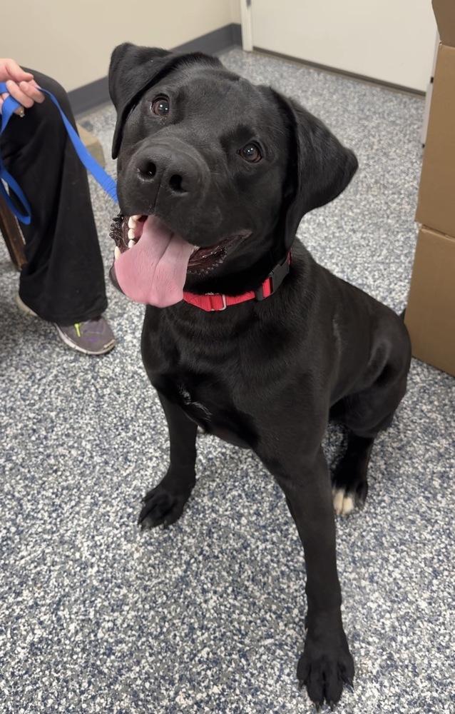Enlarge Smokey, a Adoptable mixed breed in Bemidji, MN image 5/5