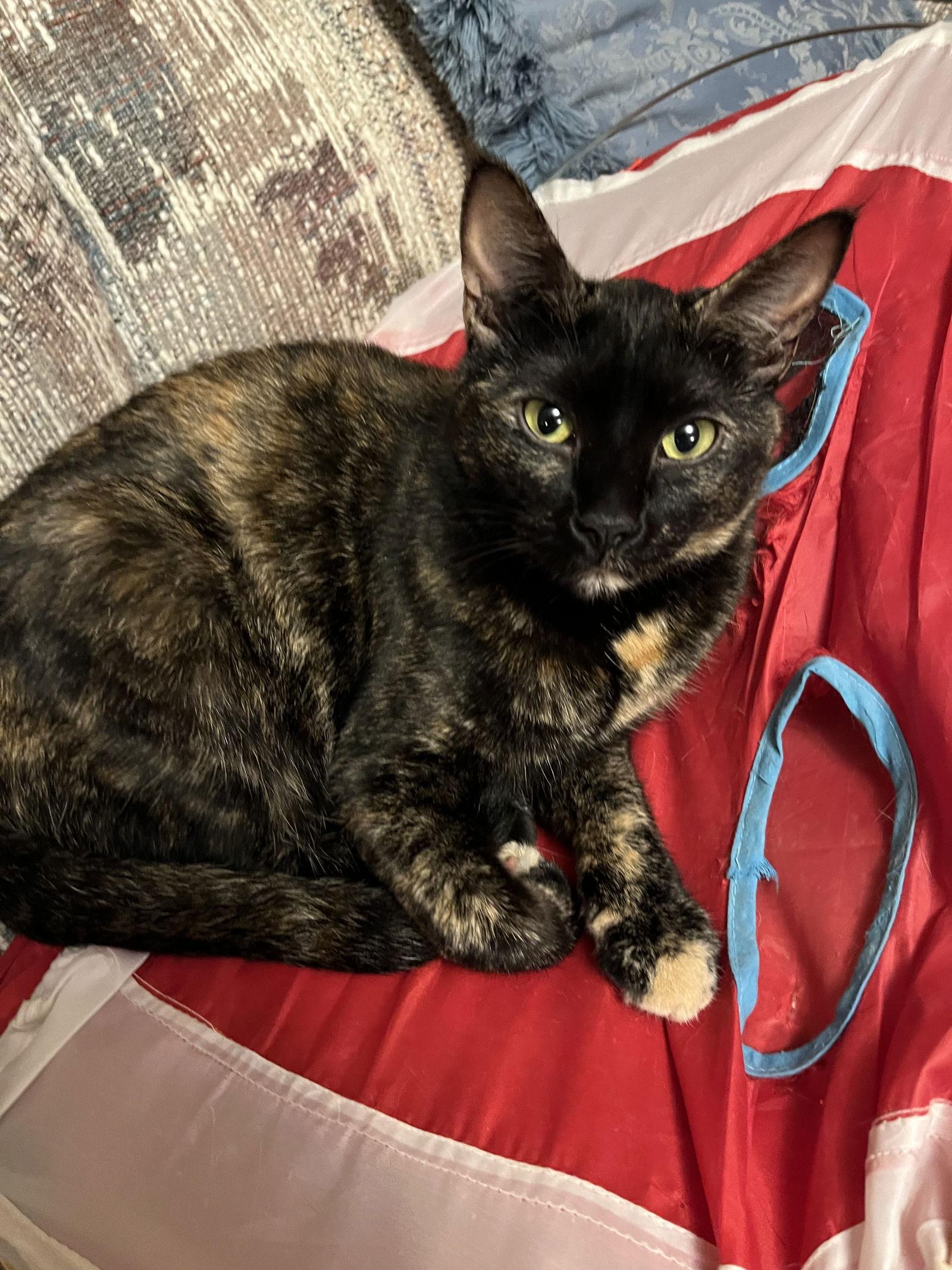 Shelly, Adoptable, Adult Female Domestic Short Hair.