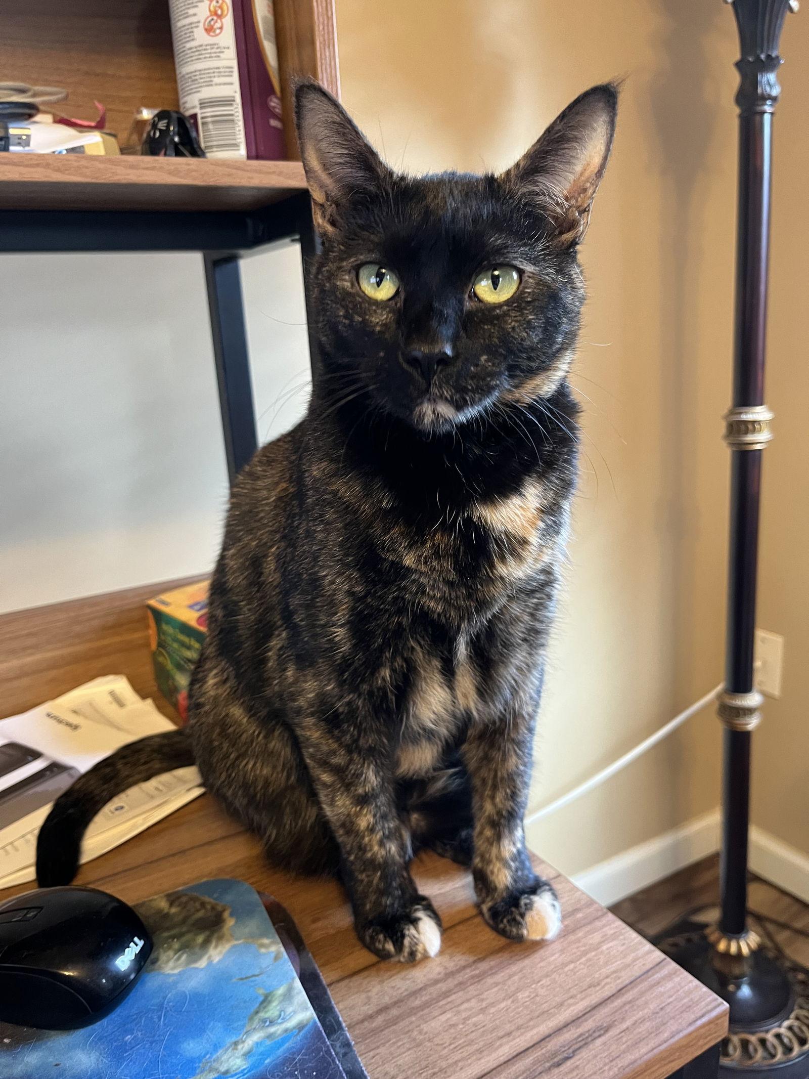 Shelly, a Adoptable Domestic Short Hair in Eureka, MO image 2/6