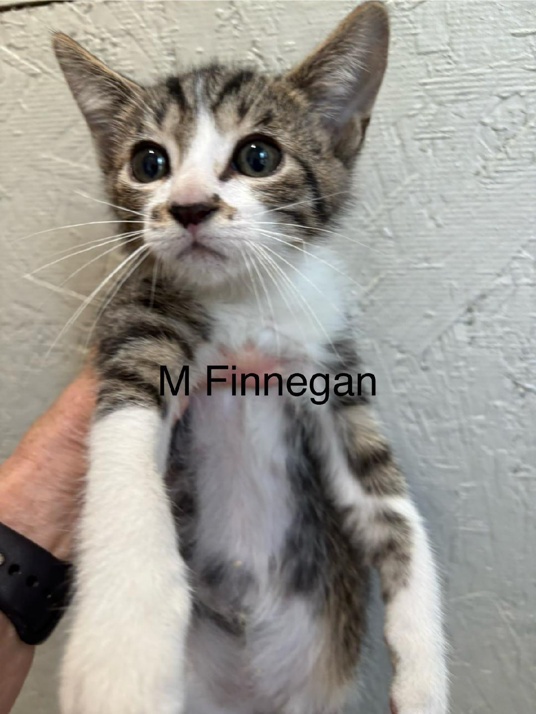 Enlarge Finnegan, an adopted Domestic Short Hair in Monticello, IL image 2/4