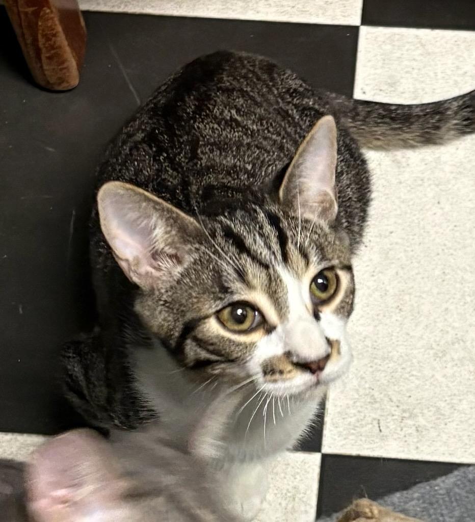 Enlarge Finnegan, an adopted Domestic Short Hair in Monticello, IL image 3/4