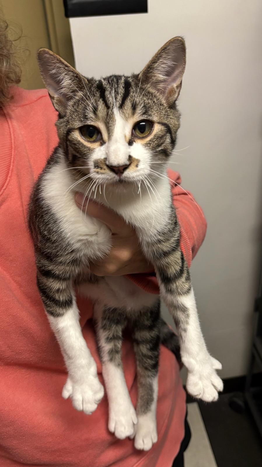 Finnegan, adopted, Young Male Domestic Short Hair.