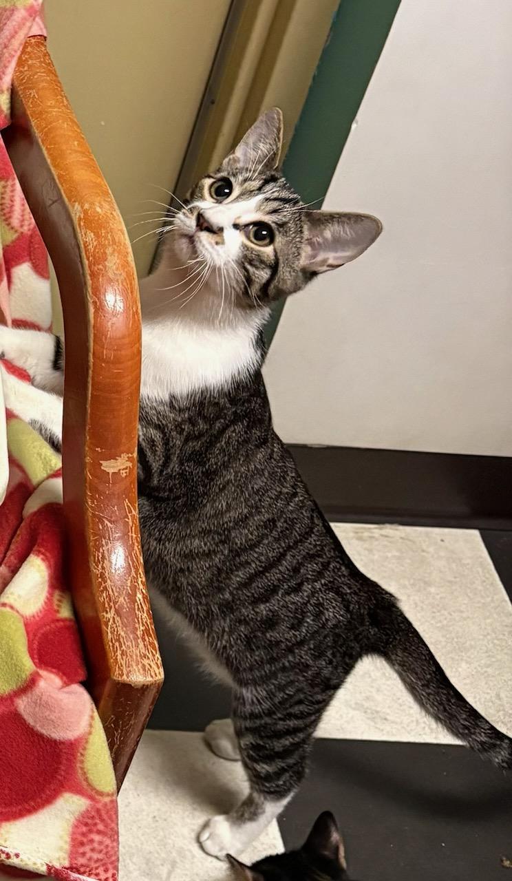 Enlarge Finnegan, an adopted Domestic Short Hair in Monticello, IL image 4/4