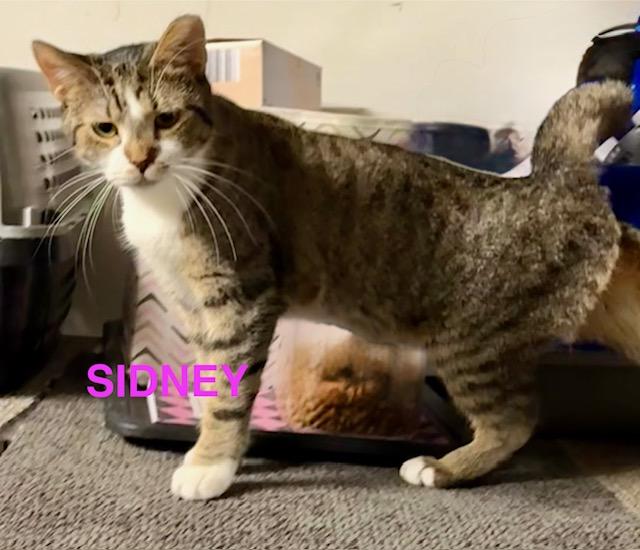 Enlarge Sidney, a Adoptable Domestic Short Hair in Mount Pleasant, SC image 1/2