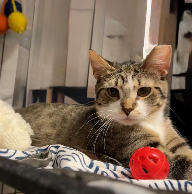 Sidney, Adoptable, Young Female Domestic Short Hair.