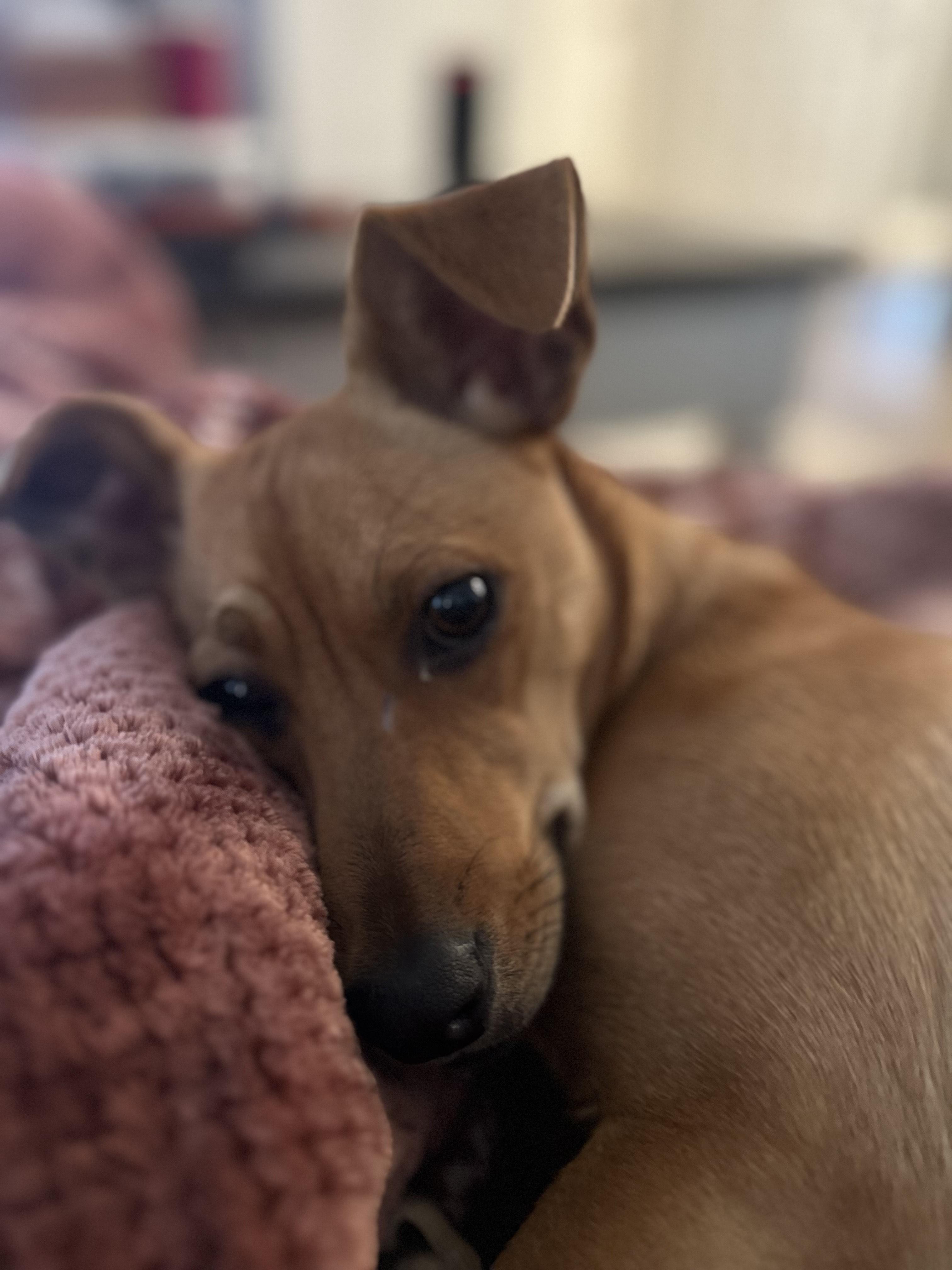 Roquefort (Roqa), ADOPTABLE, Puppy Female Chihuahua & Cocker Spaniel.