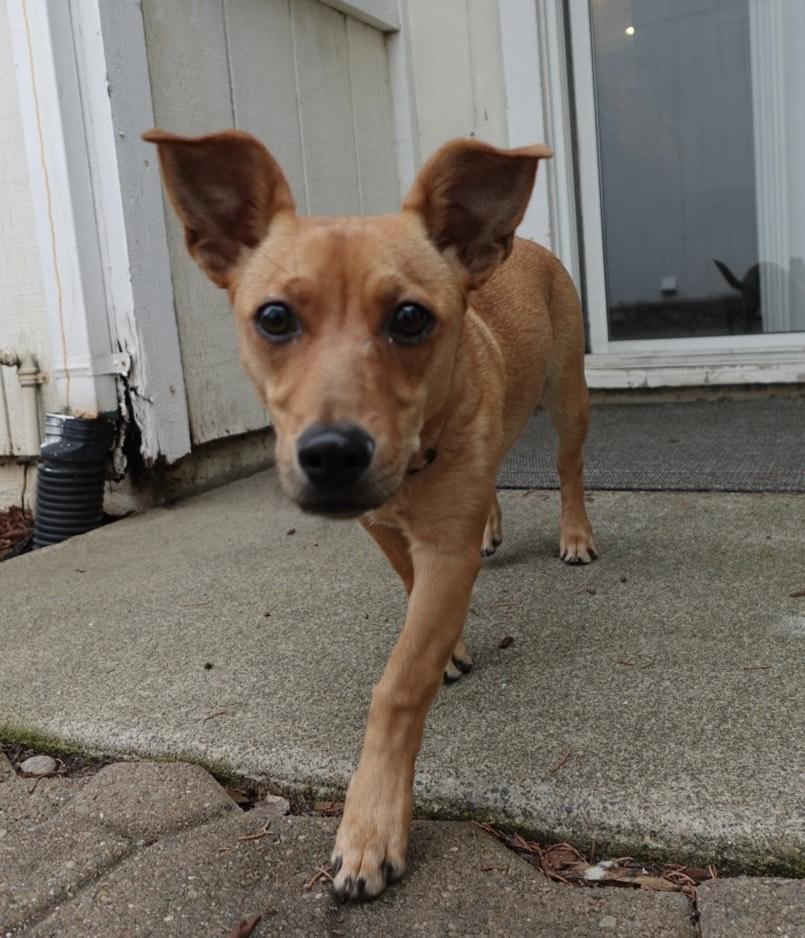 Enlarge Roquefort (Roqa), a ADOPTABLE Chihuahua in Orangevale, CA image 2/5