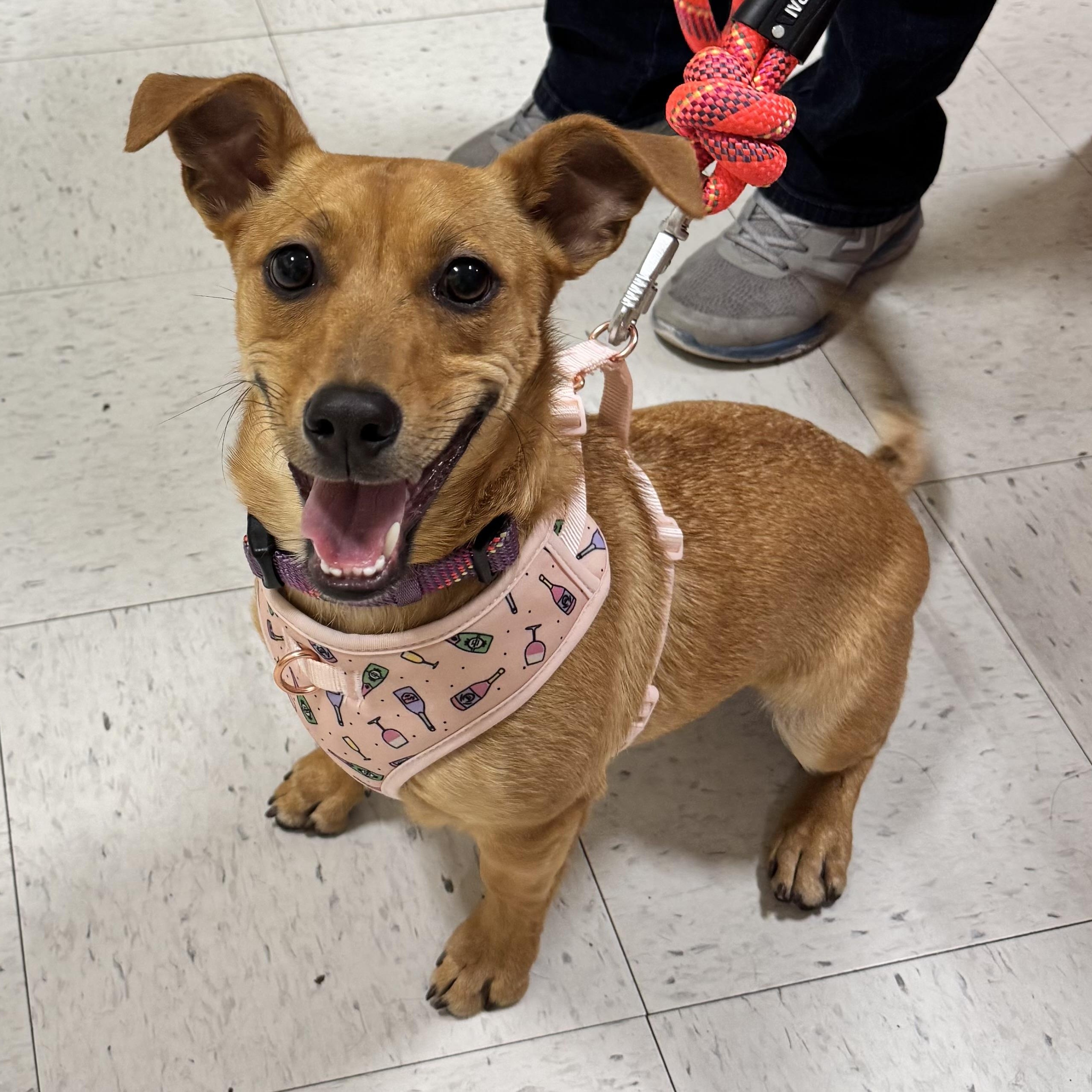 Enlarge Roquefort (Roqa), a ADOPTABLE Chihuahua in Orangevale, CA image 1/5