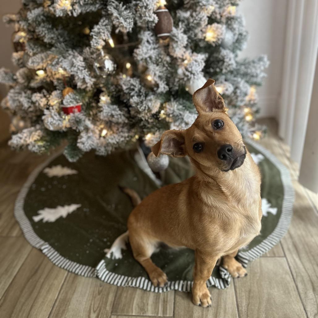 Enlarge Roquefort (Roqa), a ADOPTABLE mixed breed in Orangevale, CA image 1/1