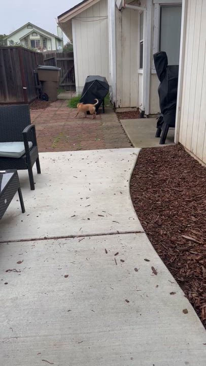 Enlarge Roquefort (Roqa), a ADOPTABLE Chihuahua in Orangevale, CA video 5/5