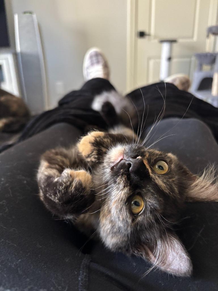 Sporty Spice, Adopted, Kitten Female Tortoiseshell & Domestic Medium Hair.