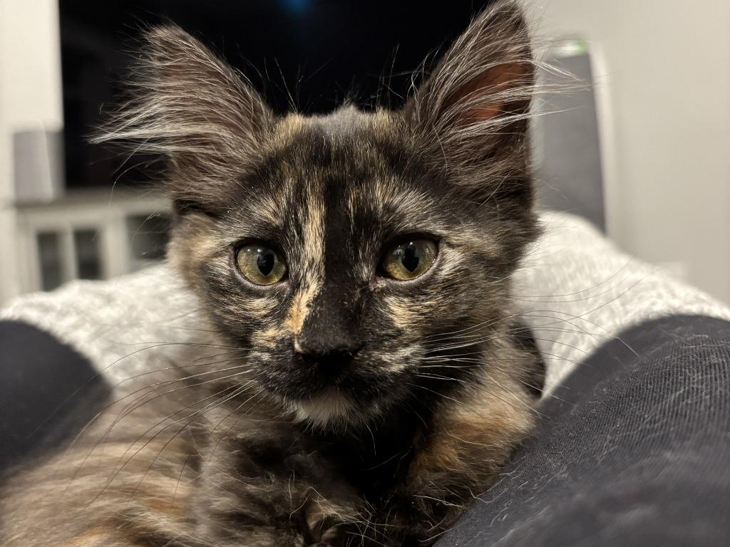 Enlarge Sporty Spice, a Adopted mixed breed in Raleigh, NC image 2/5