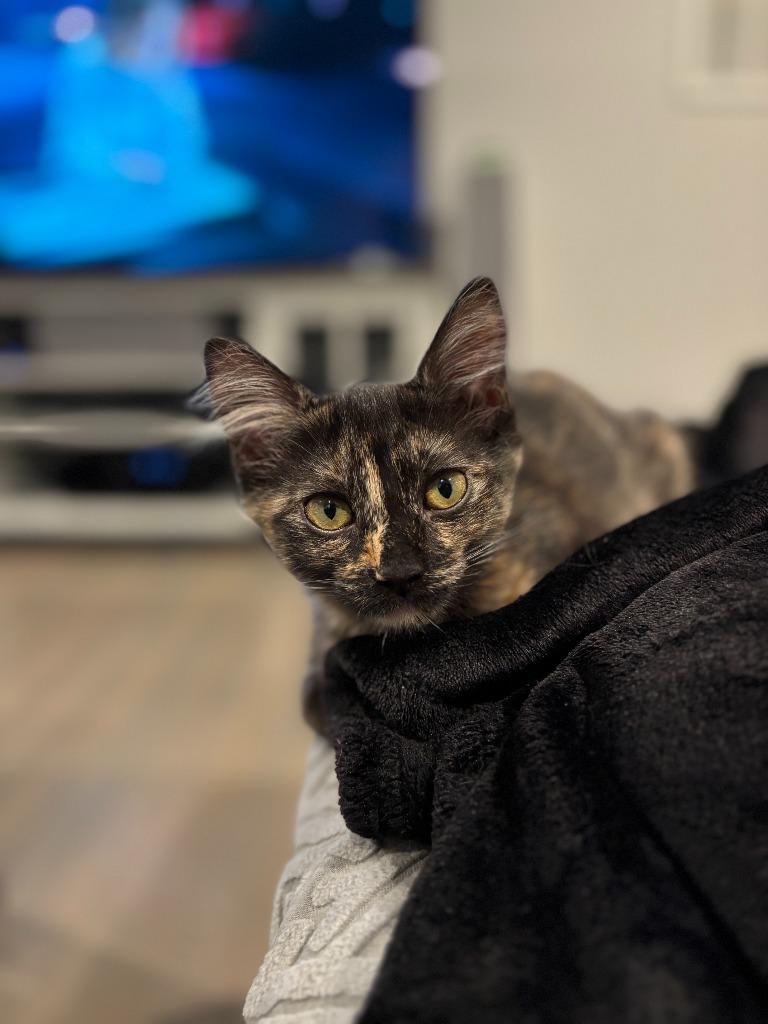 Enlarge Sporty Spice, a Adopted mixed breed in Raleigh, NC image 3/5