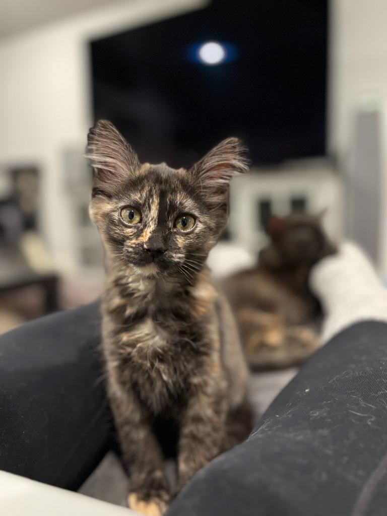 Enlarge Sporty Spice, a Adopted mixed breed in Raleigh, NC image 4/5