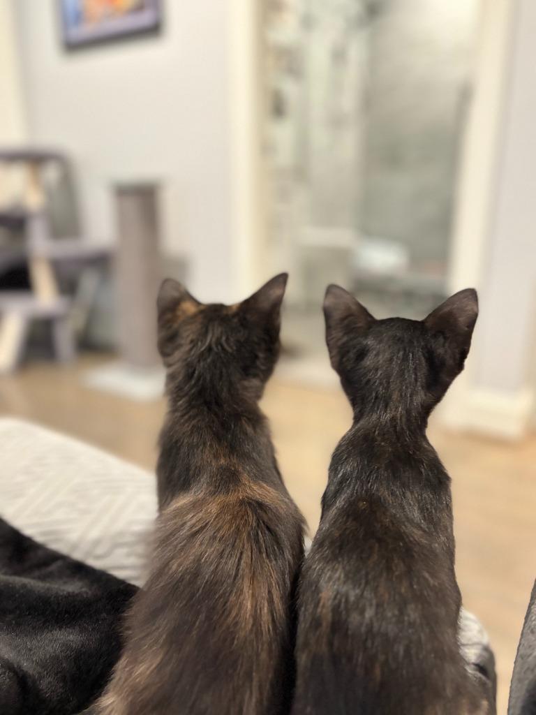 Enlarge Sporty Spice, a Adopted mixed breed in Raleigh, NC image 5/5