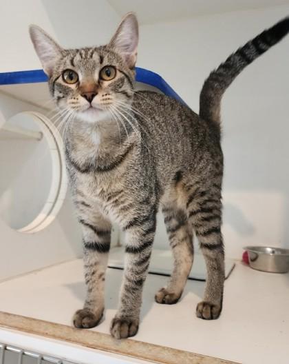 Juliet, ADOPTABLE, Young Female Domestic Short Hair & Tabby.
