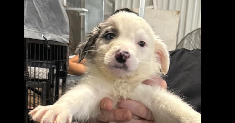 Enlarge Tanner, a Adoptable mixed breed in Papillion, NE image 1/1