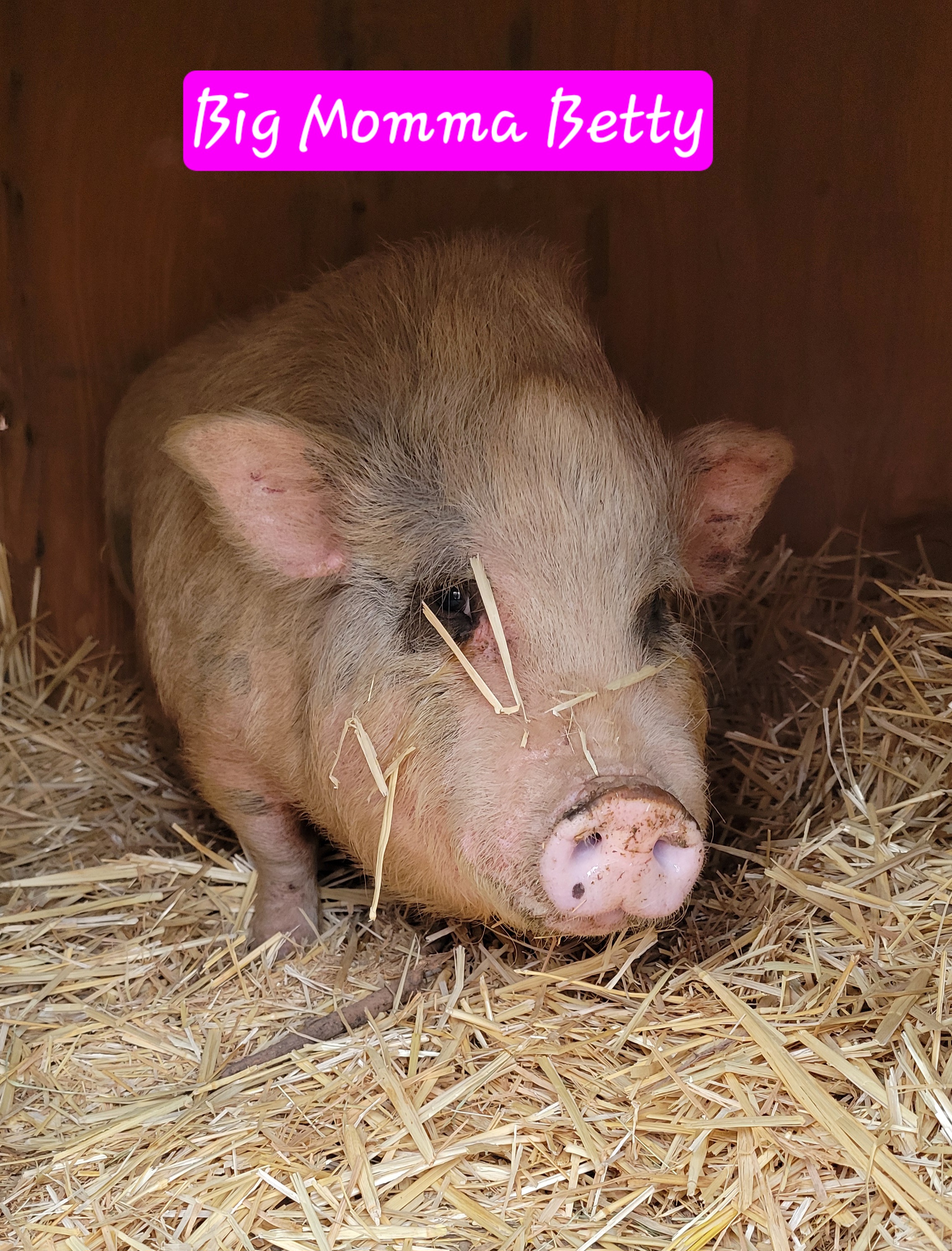 Enlarge Betty, a Adoptable Pot Bellied in Agua Dulce, CA image 1/1