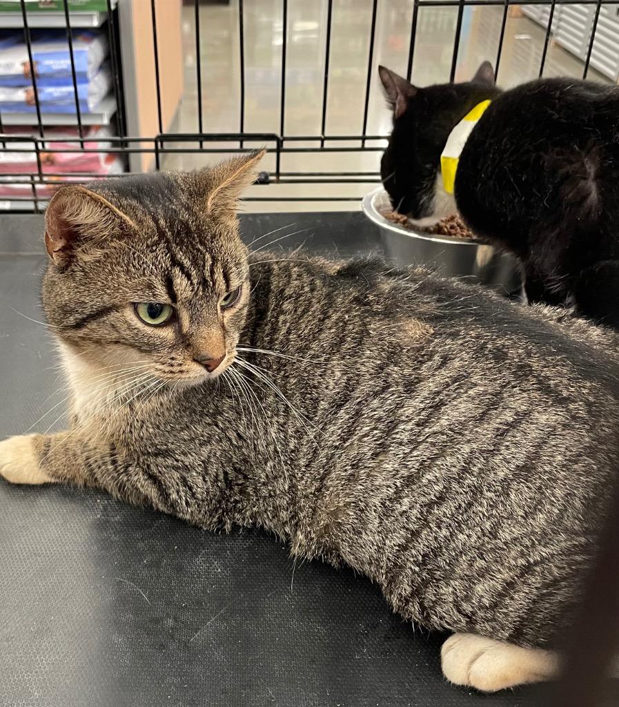 Marlin, Adoptable, Adult Male Domestic Short Hair.